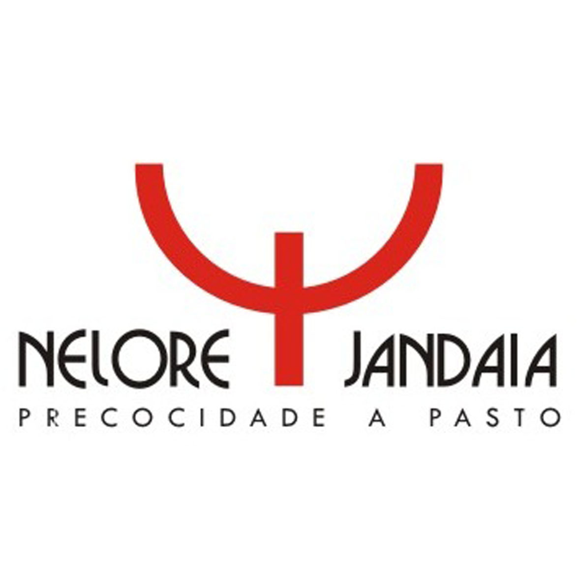 Nelore Jandaia